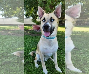 Siberian Husky-Unknown Mix Dogs for adoption in Chandler, AZ, USA