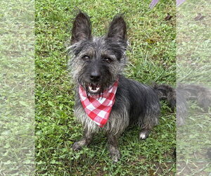 Jeter - Male Mutt Dog for Adoption - Photo #3