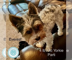 Father of the Yorkshire Terrier puppies born on 06/05/2025