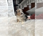 Small Photo #16 Aussiedoodle Puppy For Sale in FREMONT, MI, USA