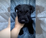 Small #3 Scottish Terrier