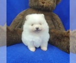 Small Photo #6 Pomeranian Puppy For Sale in MARIONVILLE, MO, USA