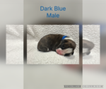 Puppy Dark Blue Boxer