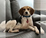 Small #1 Beagle Mix