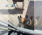 Small Photo #2 Belgian Malinois Puppy For Sale in OXNARD, CA, USA