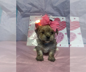 Morkie Puppy for sale in EOLIA, MO, USA