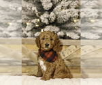 Puppy Puppy 2 Goldendoodle