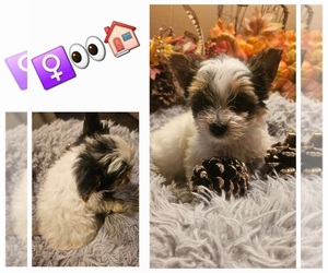 Yorkshire Terrier Puppy for sale in KATY, TX, USA