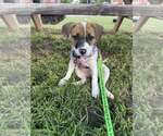 Small #5 Mutt