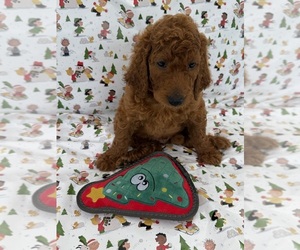 Poodle (Standard) Puppy for sale in CAPE CORAL, FL, USA