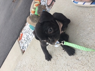 French Bulldog Puppy for sale in MONTGOMERY, IL, USA