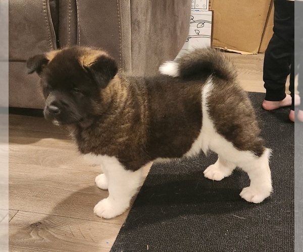 Medium Photo #5 Akita Puppy For Sale in LAKEBAY, WA, USA