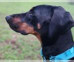Small #6 Doberman Pinscher