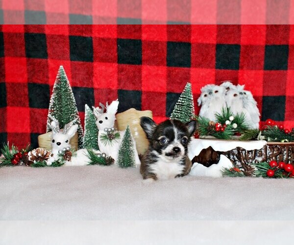 Medium Photo #1 Chihuahua Puppy For Sale in CHARLESTON, AR, USA
