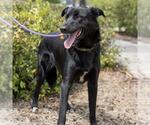 Small #1 Labrador Retriever Mix