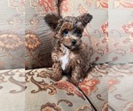 YorkiepooFemale - Female Yorkipoo Puppy for Sale - Small photo