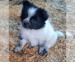 Pomeranian Puppy for sale in SPOTSYLVANIA, VA, USA