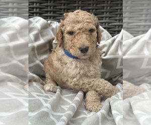 Poodle (Standard) Litter for sale in ROYSE CITY, TX, USA
