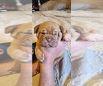 Small Photo #6 Dogue de Bordeaux Puppy For Sale in NEW CASTLE, IN, USA