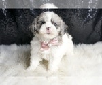 Small #4 Maltipoo