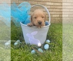 Small Photo #1 Labradoodle Puppy For Sale in GRANNIS, AR, USA
