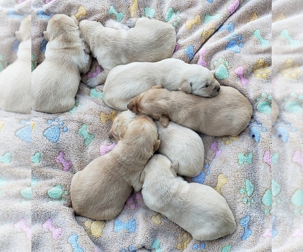 Medium Photo #30 Labrador Retriever Puppy For Sale in OLYMPIA, WA, USA