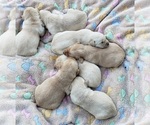 Small Photo #30 Labrador Retriever Puppy For Sale in OLYMPIA, WA, USA