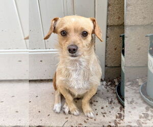 Sampson - Male Cocker Spaniel-Jack Russell Terrier Mix Dog for Adoption - Photo #3