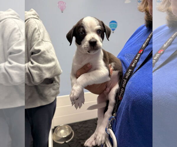 Medium Photo #2 Mutt Puppy For Sale in GILBERTS, IL, USA