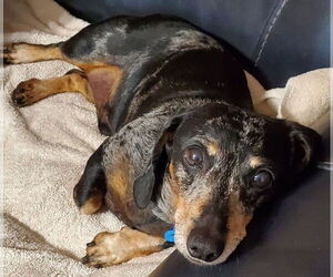 Dachshund Dogs for adoption in Weston, FL, USA