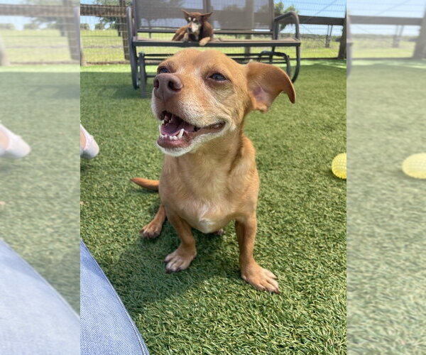 Medium Photo #4 Chiweenie Puppy For Sale in oakland, FL, USA