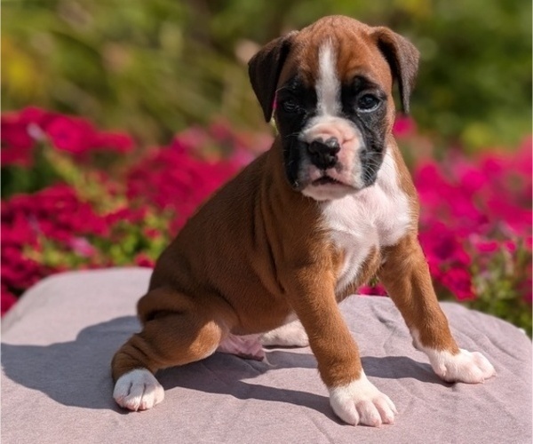 Medium Photo #72 Boxer Puppy For Sale in GOSHEN, IN, USA