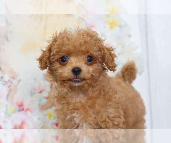 Medium Photo #1 Cavapoo Puppy For Sale in BEL AIR, MD, USA