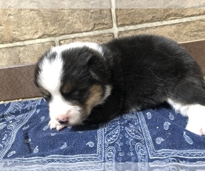 Pembroke Welsh Corgi Puppy for sale in ARTHUR, IL, USA