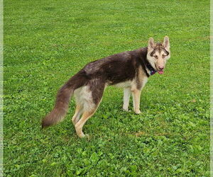 German Shepherd Dog-Huskies  Mix Dogs for adoption in Minneapolis, MN, USA