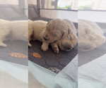 Small #5 Aussiedoodle-Goldendoodle Mix