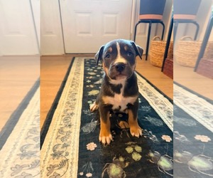 Carmichael- Nuggets litter - Male American Staffordshire Terrier-Unknown Mix Dog for Adoption - Photo #3