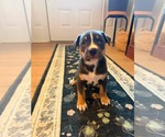 Small Photo #3 American Staffordshire Terrier-Unknown Mix Puppy For Sale in Holly Springs, NC, USA