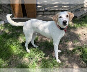 English Foxhound-Labrador Retriever Mix Dogs for adoption in Crystal, MN, USA