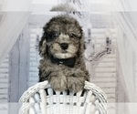 Puppy Irvine AKC Poodle (Miniature)