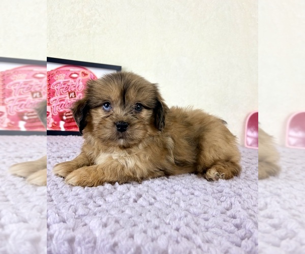 Medium Photo #1 Shih-Poo Puppy For Sale in INDIANAPOLIS, IN, USA
