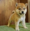 Small Photo #1 Shiba Inu Puppy For Sale in LOS ANGELES, CA, USA
