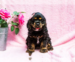 Puppy 1 Cocker Spaniel