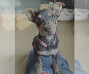 Chihuahua-Unknown Mix Dogs for adoption in Bellevue, WA, USA