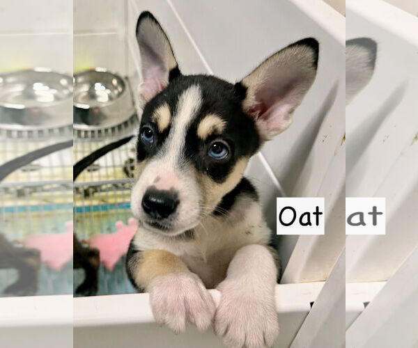 Medium Photo #1 Borador Puppy For Sale in GILBERTS, IL, USA