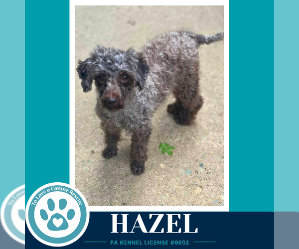 Medium Photo #2 Poodle (Miniature) Puppy For Sale in Kimberton, PA, USA