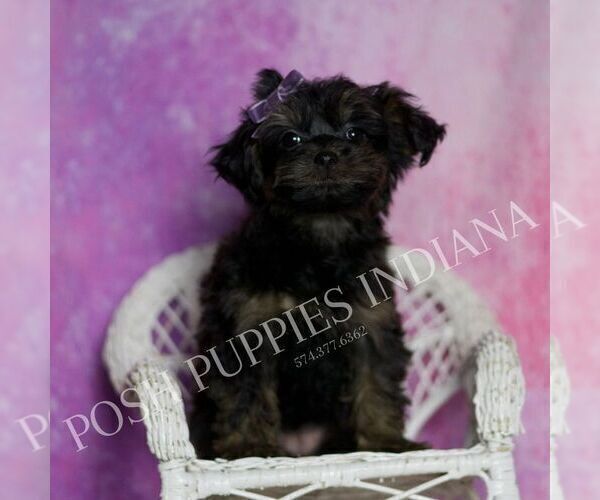 Medium Photo #6 Yorkipoo Puppy For Sale in WARSAW, IN, USA
