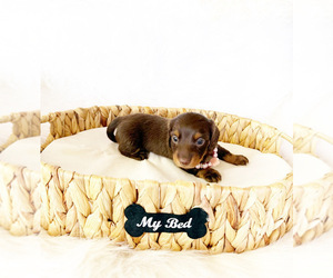 Dachshund Puppy for sale in DAVIS, CA, USA
