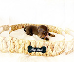Image preview for Ad Listing. Nickname: AKC Daisy