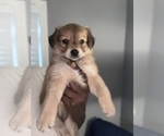 Small #1 Mini Australian Shepterrier